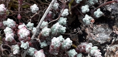Sedum brevifolium
