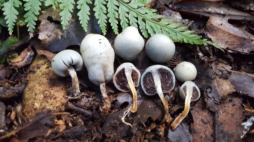 Psilocybe weraroa from Rimutaka Forest Park 5373, New Zealand on May 8 ...