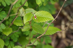 Carpinus tschonoskii