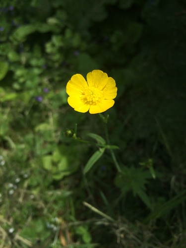 photo of Bulbous Buttercup (Ranunculus bulbosus)