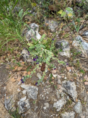 Image of Anchusa hybrida by no rights reserved