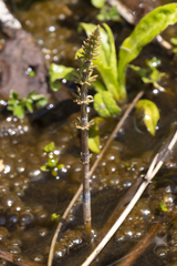 Media resource of Equisetum arvense