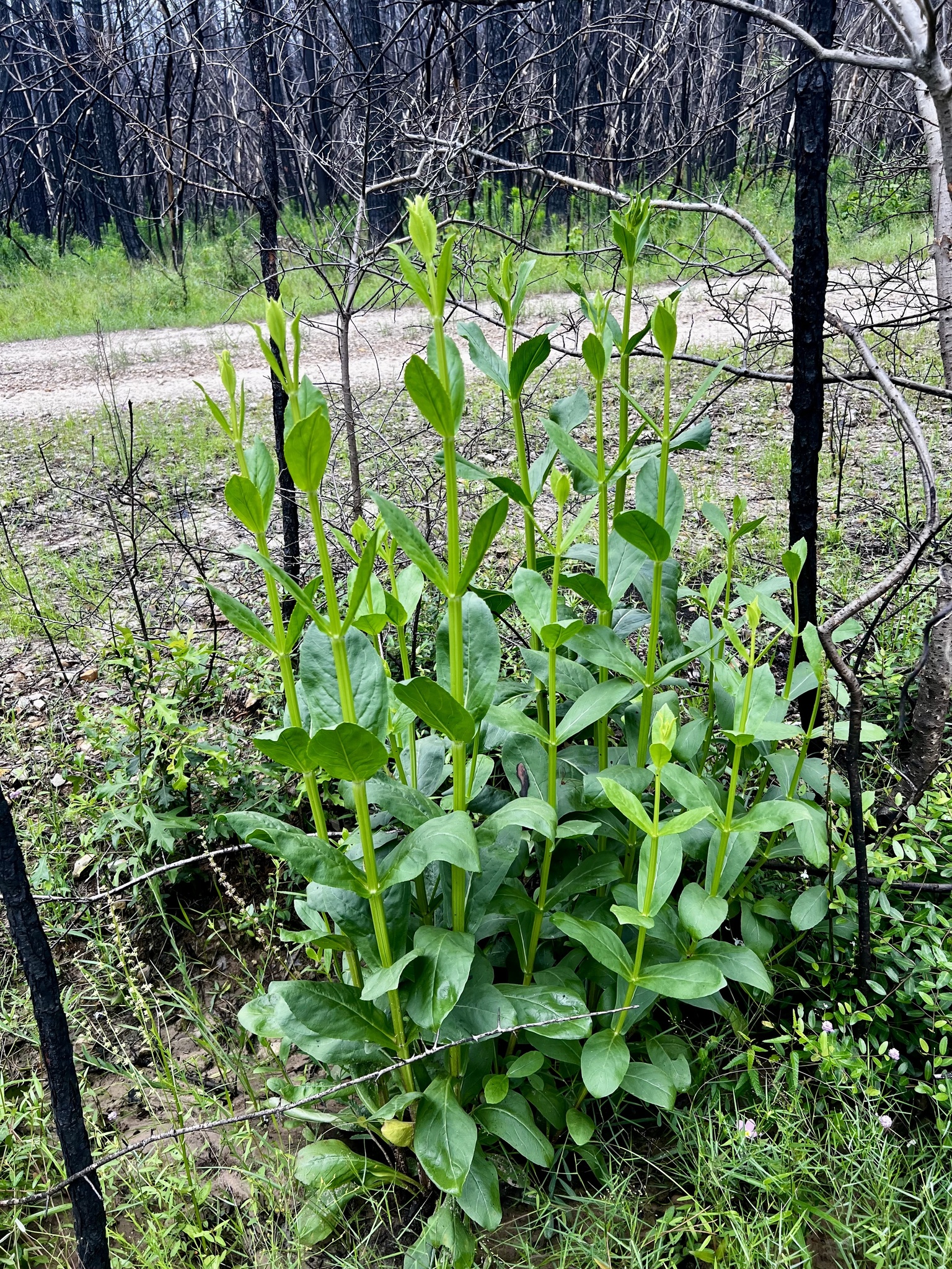 Finger False Dragonhead (Physostegia digitalis)