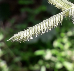 Dactyloctenium