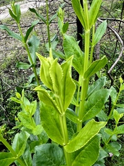 Physostegia digitalis, photograph (c) Laura Clark, some rights reserved (CC BY)
