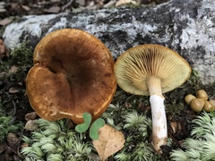 Gymnopilus crociphyllus