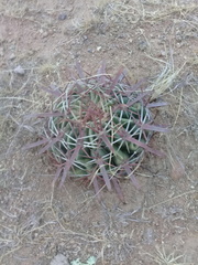 Ferocactus recurvus recurvus