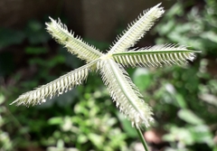 Dactyloctenium
