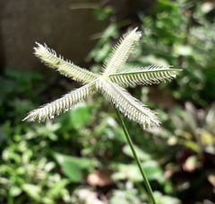 Dactyloctenium