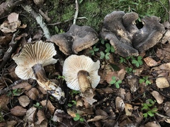 Lactifluus sepiaceus