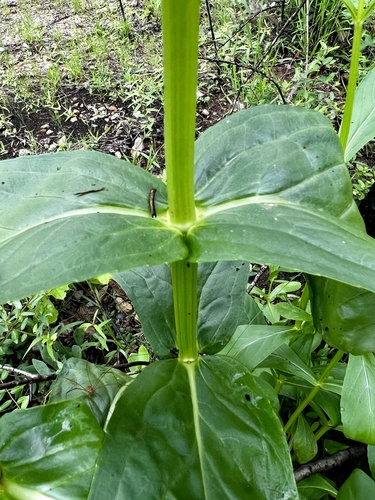 Physostegia digitalis, photograph 2
