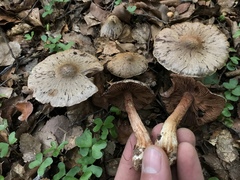 Cortinarius cuphomorphus