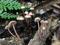 Mycena parsonsii