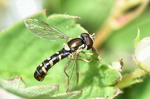 Sphaerophoria bifurcata