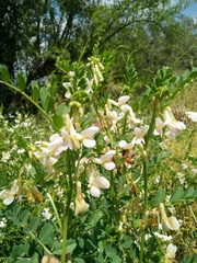 Vicia galeata