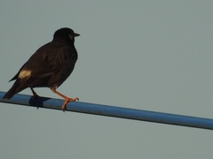 Spodiopsar cineraceus