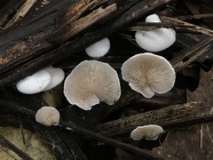 Crepidotus albolanatus