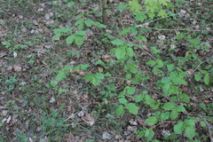 Corylus avellana