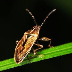 Oedancala dorsalis