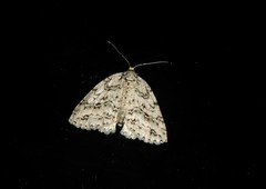 Pseudocoremia rudisata