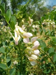 Vicia galeata