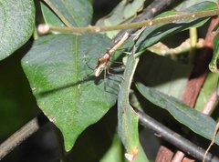 Marcius longirostris