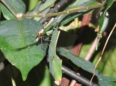 Marcius longirostris