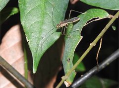 Marcius longirostris