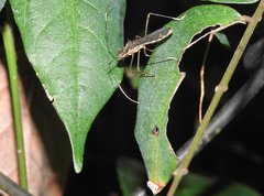 Marcius longirostris