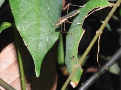 Marcius longirostris