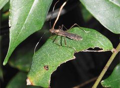 Marcius longirostris