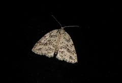 Pseudocoremia rudisata