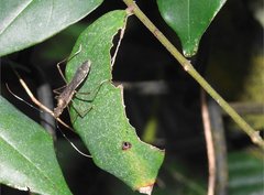 Marcius longirostris