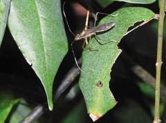 Marcius longirostris