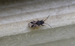 Scolopostethus affinis