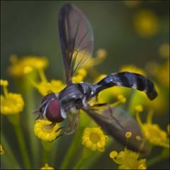 Pelecinobaccha costata