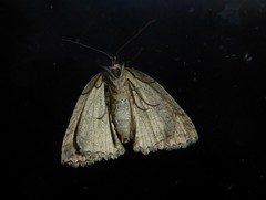 Pseudocoremia rudisata