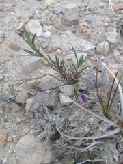 Polygala compacta