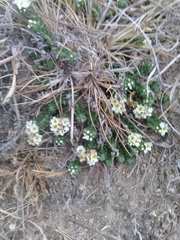 Euploca foliosissima