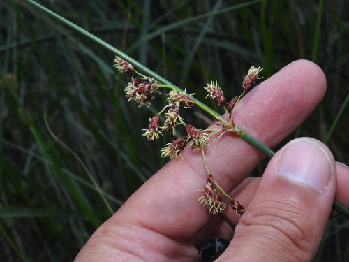 Schoenoplectus litoralis (Schoenoplectus litoralis)