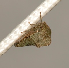 Image of Heliria cornutula