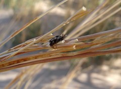 Macrosiagon pectinata