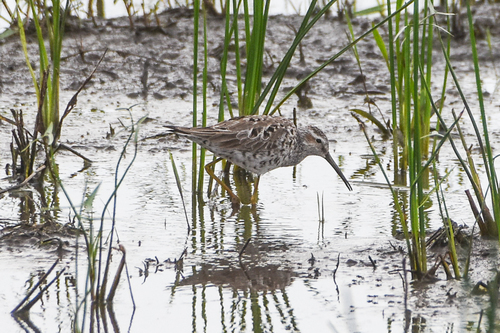 Correlimos zancolín (Calidris himantopus)