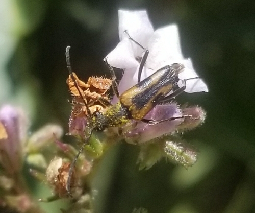 Dimorphic Flower Longhorn Beetle photo 5