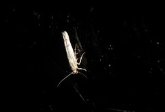 Stathmopoda plumbiflua