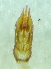 Cardiophorus