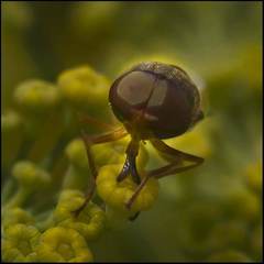 Hedriodiscus trivittatus
