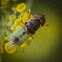 Hedriodiscus trivittatus