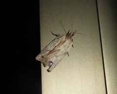 Planotortrix notophaea