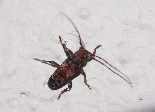 Pseudoterinaea